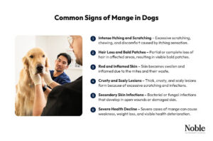 An infographic with a list of the common symptoms of mange in dogs, like intense itching and hair loss