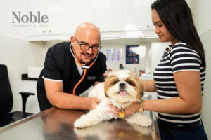 A veterinarian conducting a physical examination and checking for signs of mange in a dog 