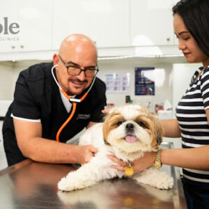 A veterinarian conducting a physical examination and checking for signs of mange in a dog