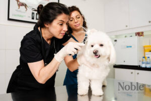 A veterinarian diagnosing and treating a dog for otodectic mange or ear mites.